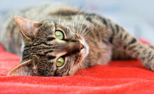 15 მიზეზი იმისა,  თუ რატომ უნდა გყავდეთ სახლში კატა