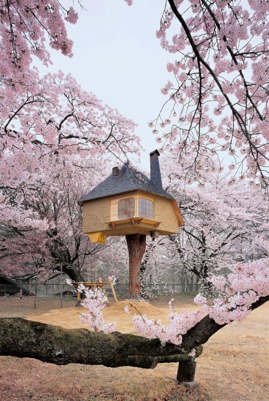 ხეზე-სახლი იაპონიაში
