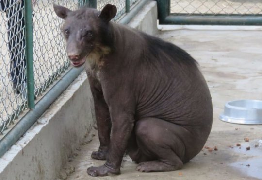 წარმოიდგინეთ და ეს ცხოველი დათვია,  რომელსაც ცირკში არასათანადო მოპყრობის გამო ბეწვი გასცვივდა