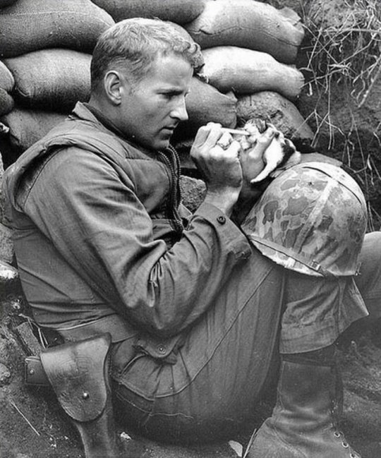 ამერიკელი ჯარისკაცი რძით კვებავს ბრმა კნუტს, კორეის ომის დროს