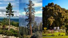 ყველაზე ძველი, მაღალი და განიერი ხეები მსოფლიოში