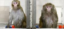 არაეთიკური ექსპერიმენტი მაიმუნებზე!