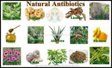 10 ბუნებრივი ანტიბიოტიკი