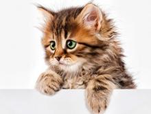მეცნიერებმა დაამტკიცეს, რომ კატა სიცოცხლეს ახანგრძლივებს