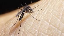 ზიკა-ახალი, მომაკვდინებელი და საშიში ვირუსი ებოლას შემდეგ.