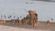 დაუჯერებელი ვიდეო,სპილო ებრძვის 14 ლომს