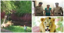ინდოეთში მთვრალი მამაკაცი ლომებს ცოცხალი გადაურჩა