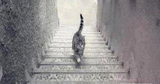 თავსატეხი-გამოიცანით, კატა ადის თუ ჩამოდის კიბეზე?
