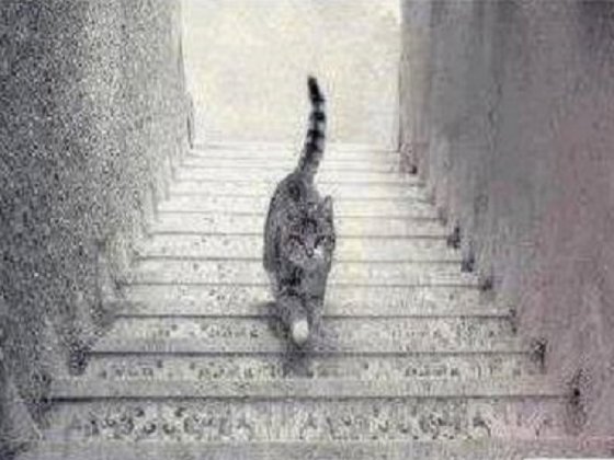 ეს კატა კიბეზე ადის თუ ჩადის? - მორიგი თავსატეხი ინტერნეტ მომხმარებლისთვის