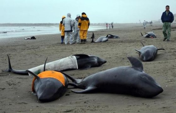 იაპონიაში ზღვის  სანაპიროზე 130-ზე მეტი დელფინი გამოირიყა