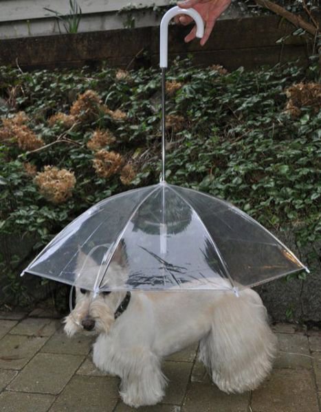აი, ასეთია ძაღლის ქოლგა