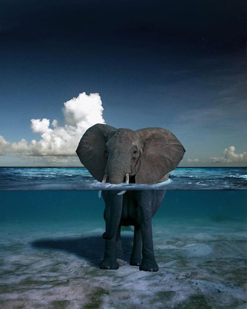 სპილო "ზღვაში"