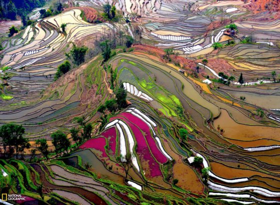 ბრინჯის ტერასები ჩინეთში