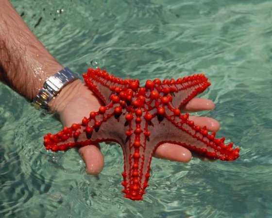 ულამაზესი ზღვის ვარსკვლავი