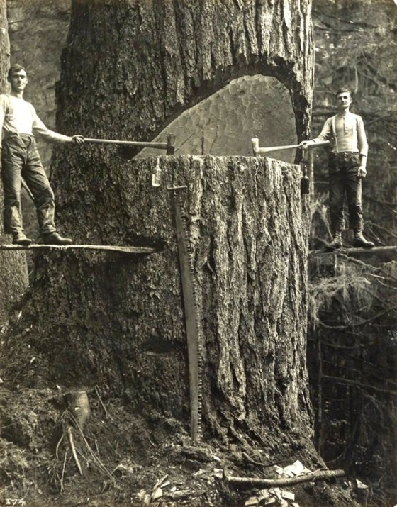 ტყისმჭრელები, პორტლენდი, 1915 წელი