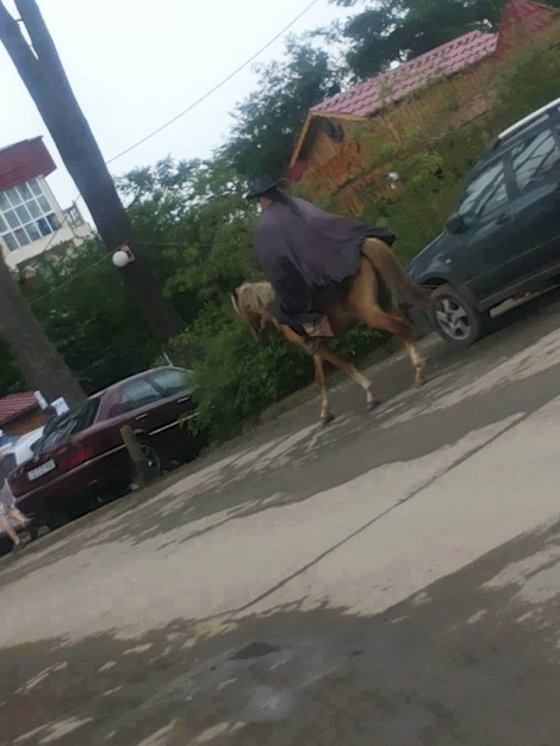 ქართველი ზორო