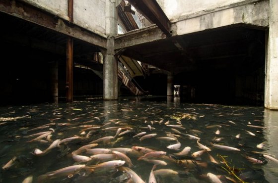 ტაილანდის ერთ-ერთ მიტოვებულ სავაჭრო ცენტრში თევზები გამრავლდნენ