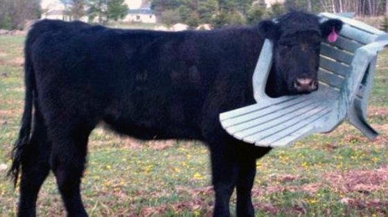 სასწაულად გაკვეხებულა ეს ძროხა