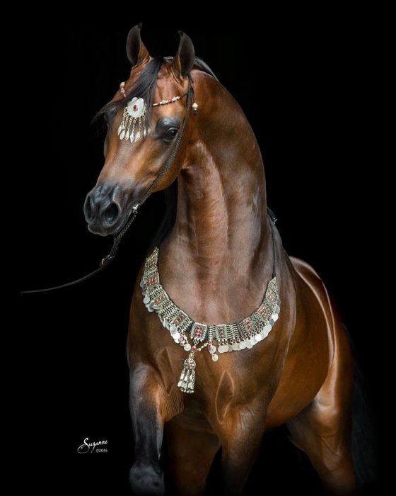 არაბული ცხენი