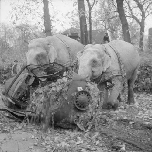 ცირკის სპილოები კირი და მენი დაბომბილი ჰამბურგის გაწმენდაში მონაწილეობენ-1945წ