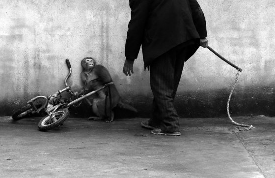 მაიმუნის წრთვნა საცირკო წარმოდგენისთვის