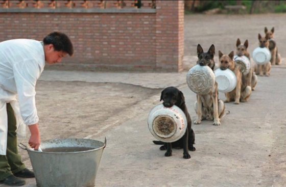 პოლიციელების ძაღლები ჩინეთში