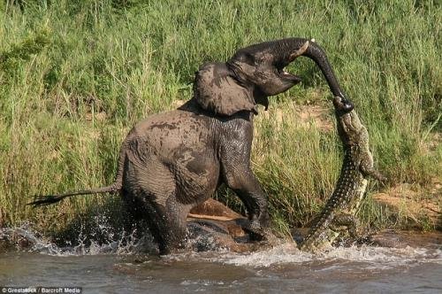 ნიანგი სპილოს თავს დაესხა(საბი-სენდსის ნაკრძალი,სამხრეთ აფრიკა)