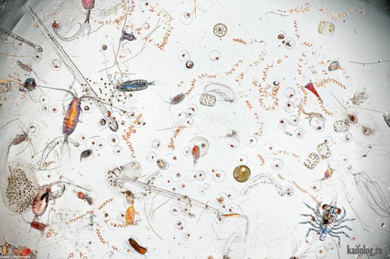 მიკროსკოპში დანახული ზღვის გაუფილტრავი წვეთი