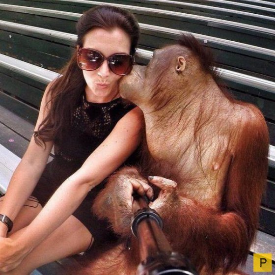 "გადავყირავდი" მაიმუნი სელფს იღებს, თან ქალს კოცნის