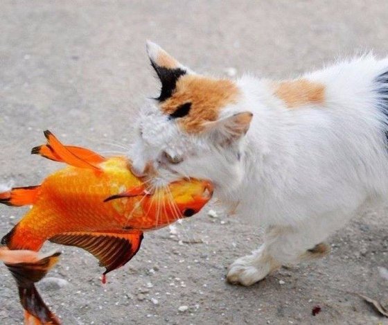 კატამ ოქროს თევზის ზღაპრების არ მჯერაო