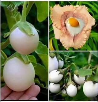 უცნაური მცენარე, რომელიც კვერცხს  ჰგავს