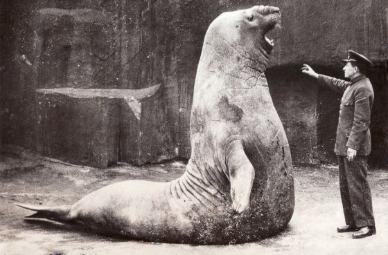 ზღვის სპილო ზოოპარკში.1936 წელი.