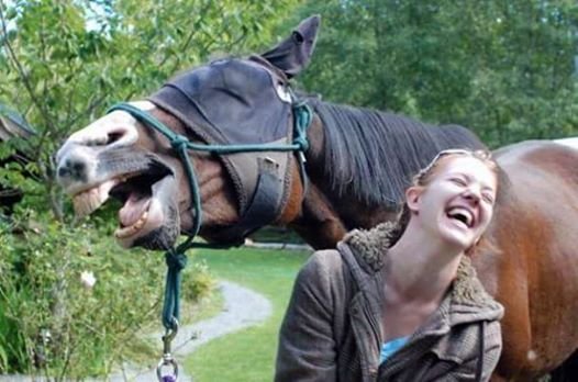 ამას ჰქვია "ცხენივით" სიცილი?