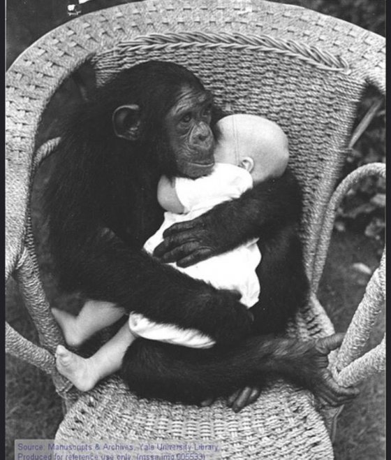 მაიმუნი სახელად ოზო ძიძის ამპლუაში.
