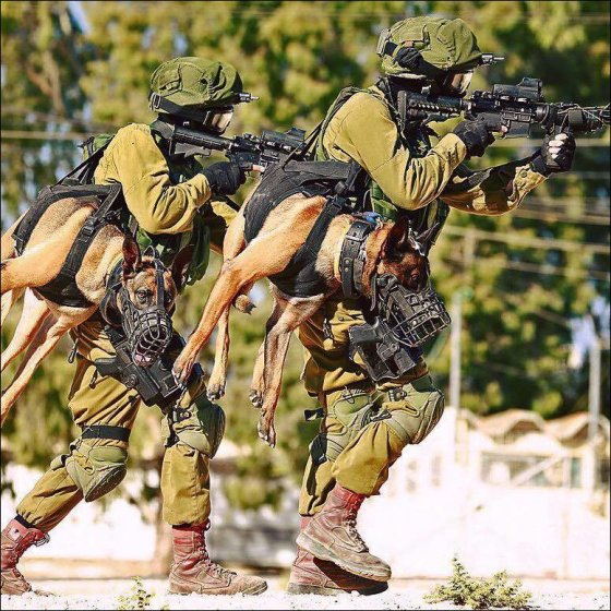სამხედრო ძაღლები