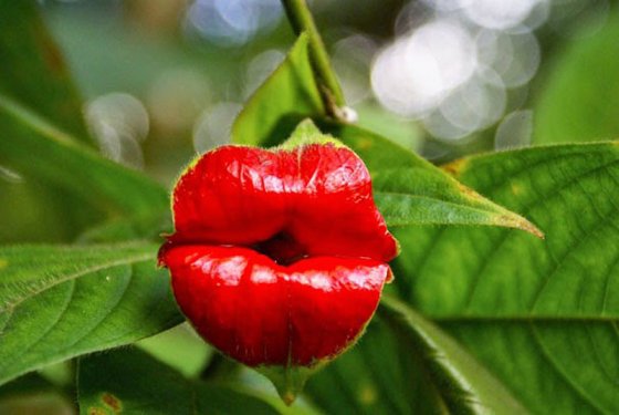 Hooker’s Lips (Psychotria Elata)