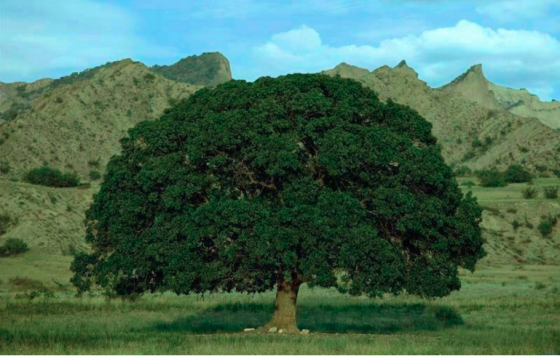 საკმლის ხე, ვაშლოვანის დაცულ ტერიტორიაზე