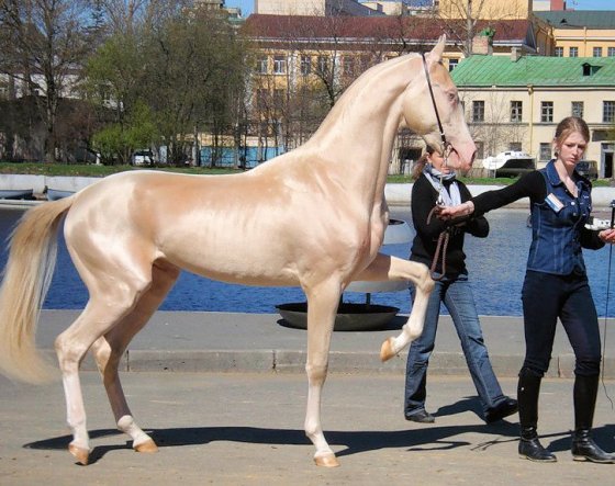 ყველაზე ლამაზი ცხენი მსოფლიოში:ახალ-ტეკის ჯიში(თურქმენეთი)