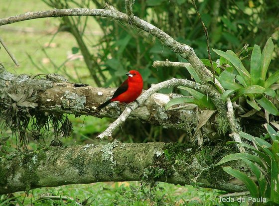წითელი ჩიტი მწვანე ფონზე- ულამაზესია!