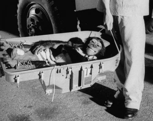 შიმპანზე კოსმოსიდან დაბრუნდა-აშშ,1961 წელი