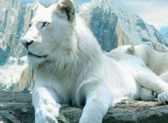 ულამაზესი თეთრი ლომი