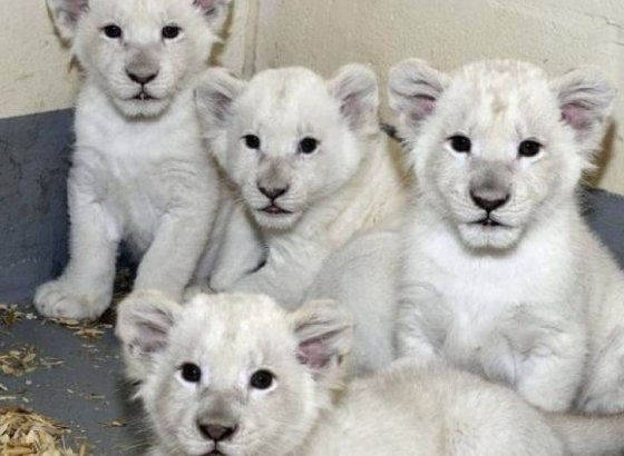 უსაყვარლესი თეთრი ლომის ბელი, რომელიც 140 000 დოლარი ღირს!