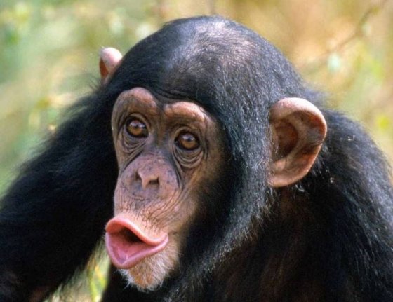 შიმპანზე, რომელიც 65 000 დოლარი ღირს!