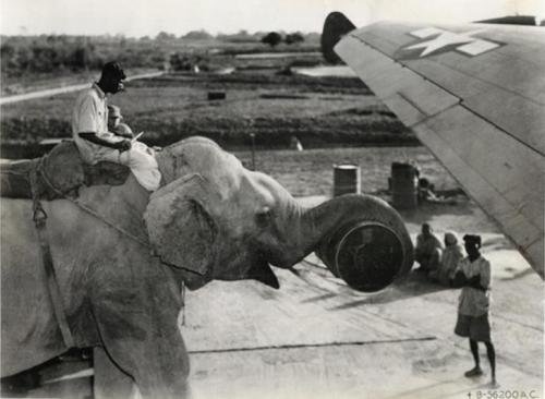 სპილო  თვითმფრინავში პროდუქტების ჩატვირთვაში ეხმარება-1945 წელი