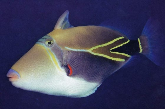 ამ თევზს  ჰავაურ ენაზე "humuhumunukunukuapua"  ჰქვია
