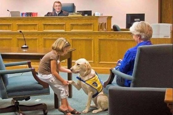 ძაღლი, რომელიც სასამართლოში ეხმარება ბავშვებს სტრესის მოხსნაში, რათა ბავშვები არ აღელდნენ და სიმართლ