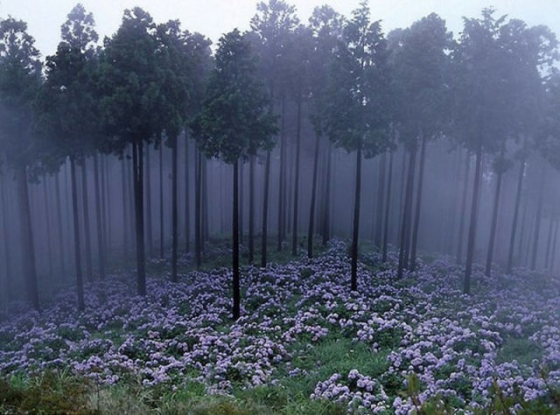 აოკიგაჰარას მისტიკური ტყე, იაპონია.