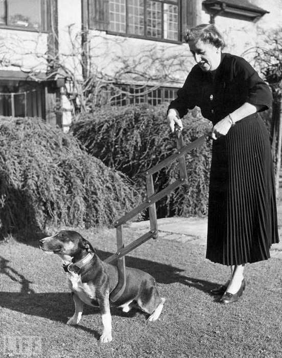 უცნაური ხელსაწყო რომლის დახმარებითაც ასეირნებდნენ ძაღლებს, (1940 წელი).