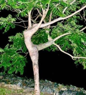 ბუნების საოცრება-ხე "გრაცია"