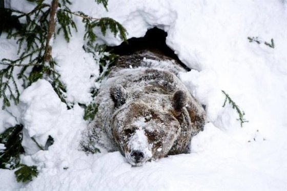 მურა დათვი, სახელად ჯოზეფი იღვიძებს ზამთრის ძილის შემდეგ. რანუას ზოოპარკი